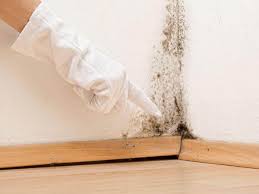 Best Commercial Mold Inspection in USA